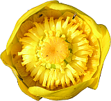 gelbeseerose