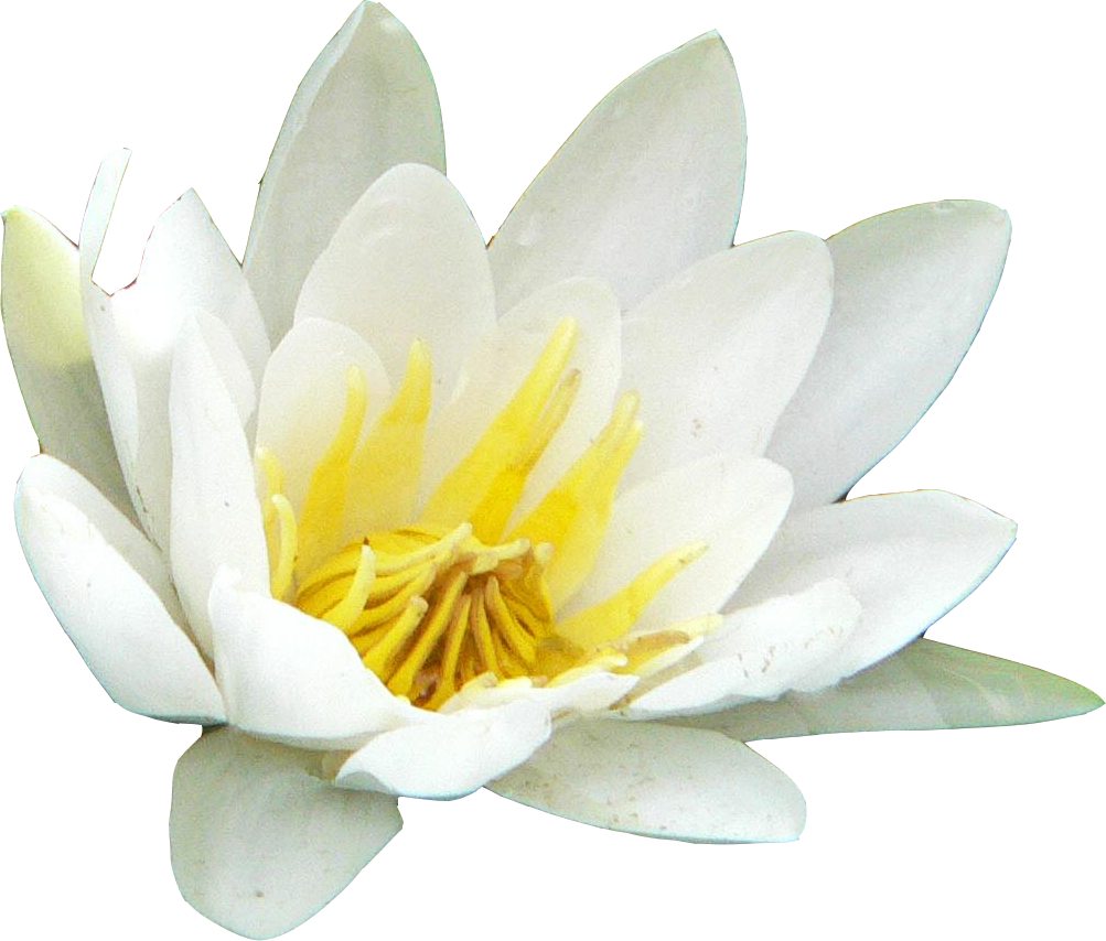 weiße Seerose